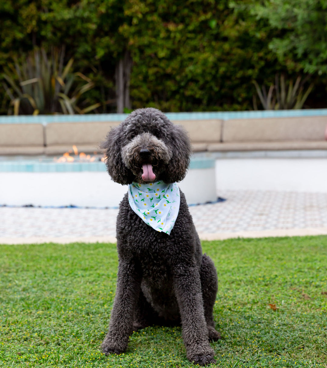 Daisy dog bandana hotsell